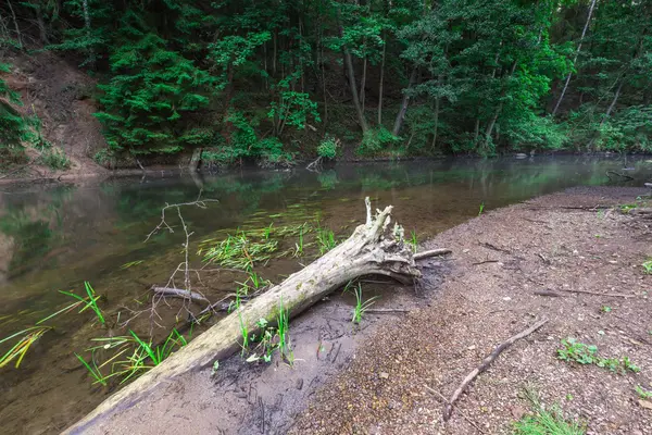 Beautiful wild river in  forest — Stock Photo, Image