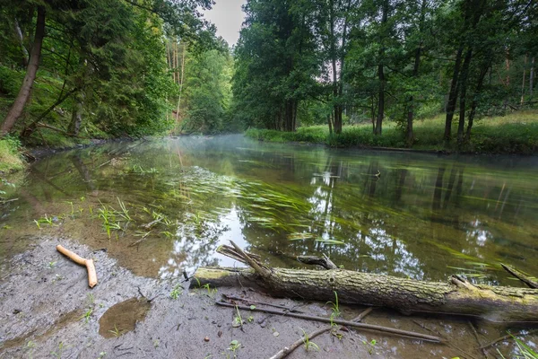 Belle rivière sauvage en forêt — Photo