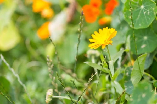 Marigolds άνθισης στον κήπο — Φωτογραφία Αρχείου