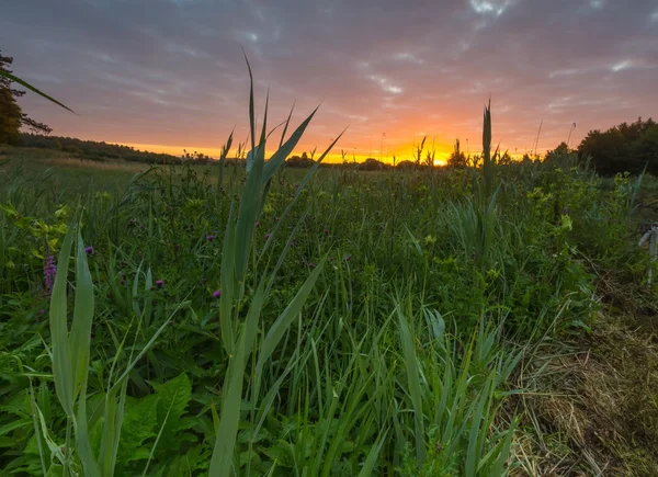Hermoso amanecer sobre el prado — Foto de Stock