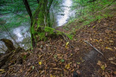 Vahşi orman ağaçlarının