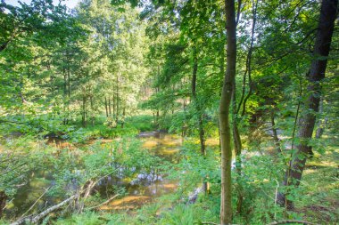 güzel orman ve nehir