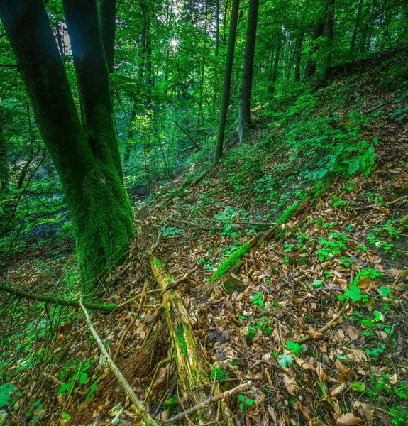 野生の森の木 — ストック写真