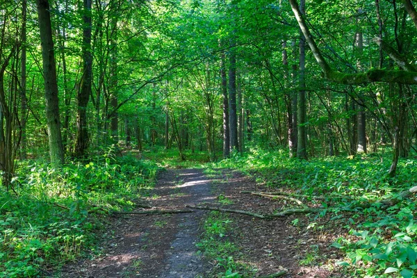 Árvores da floresta selvagem — Fotografia de Stock