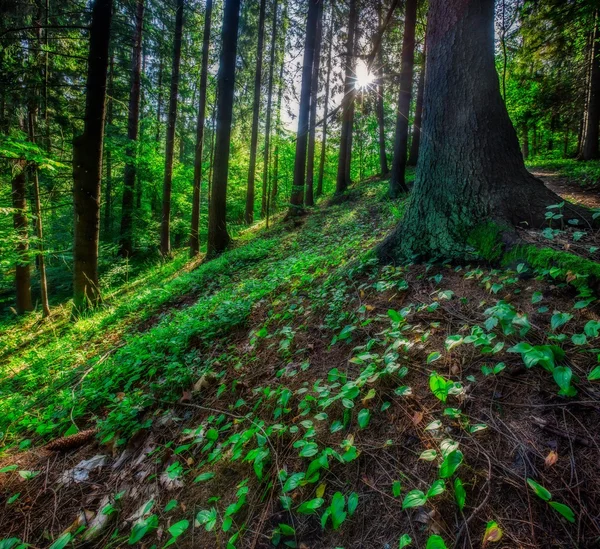 Árboles del bosque salvaje — Foto de Stock