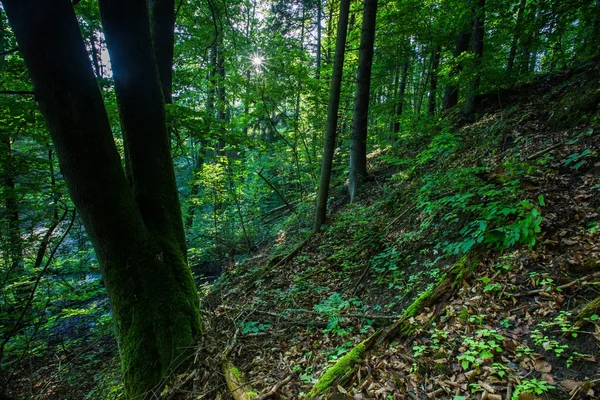 野生の森の木 — ストック写真