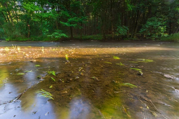 Gyönyörű erdő és a folyó — Stock Fotó