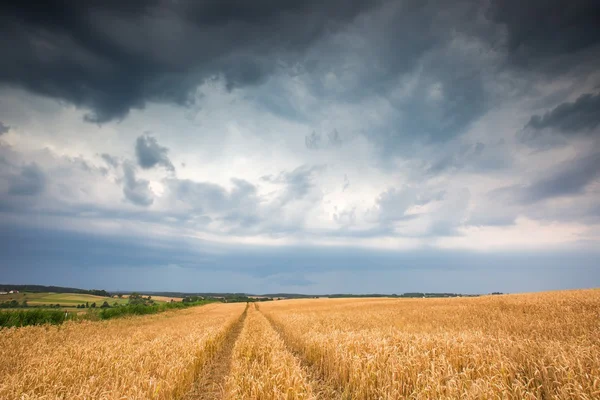 Stürmischer Himmel über dem Feld — Stockfoto