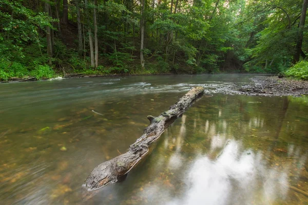 Beautiful  forest and river — Stock Photo, Image