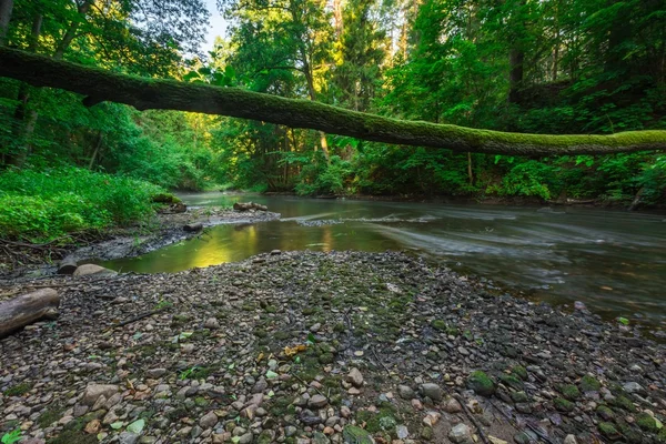 Hermoso bosque y río —  Fotos de Stock