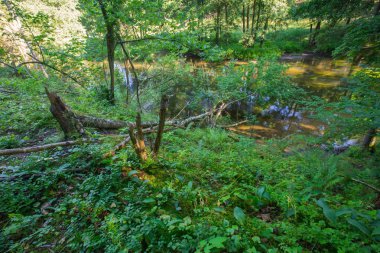 güzel orman ve nehir