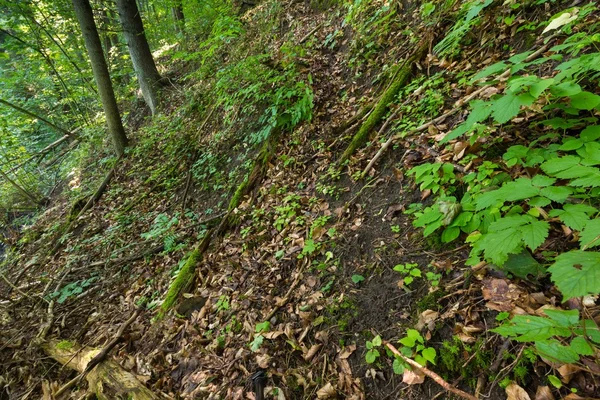 野生の森の木 — ストック写真