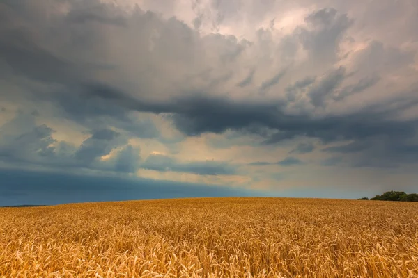 Stürmischer Himmel über dem Feld — Stockfoto