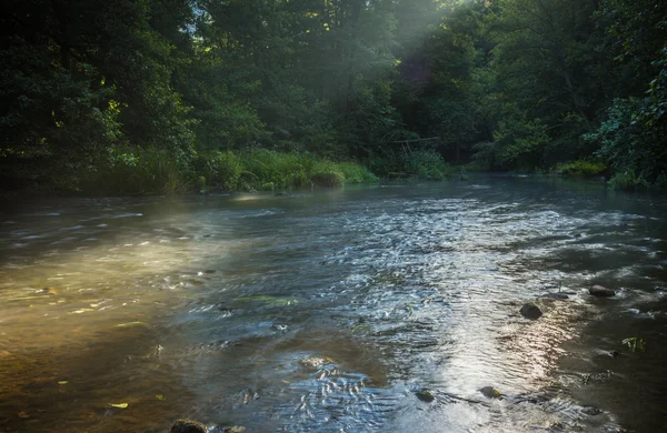 Beautiful  forest and river — Stock Photo, Image