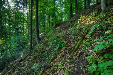 Vahşi orman ağaçlarının