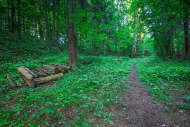 Vahşi orman ağaçlarının