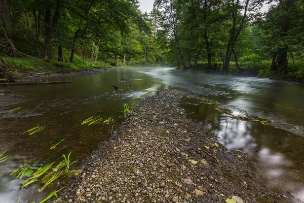 Hermoso bosque y río —  Fotos de Stock