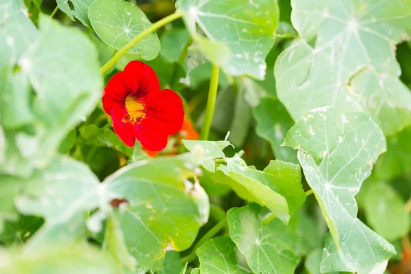 Bela flor de nastúrcio — Fotografia de Stock