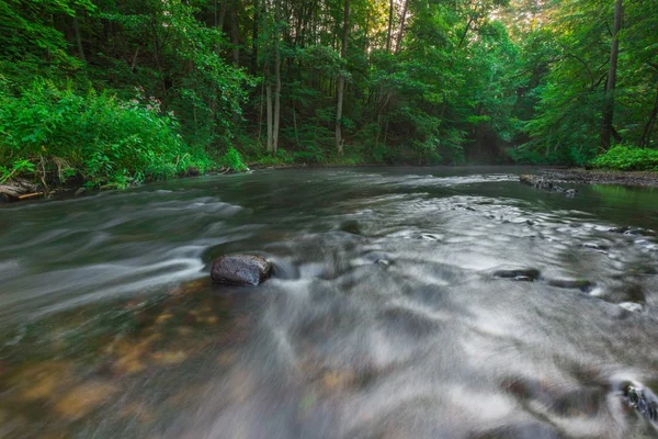 Hermoso bosque y río —  Fotos de Stock