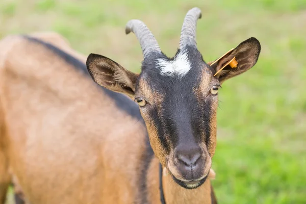 One goat on pasture — Stock Photo, Image