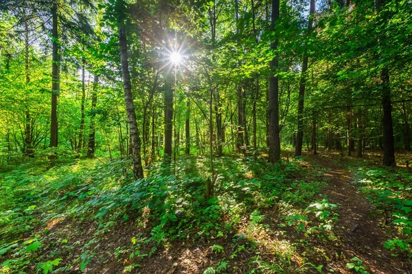 Alberi di foresta selvatica — Foto Stock