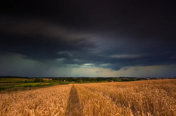 Nubi di tempesta sul campo di grano . — Foto Stock