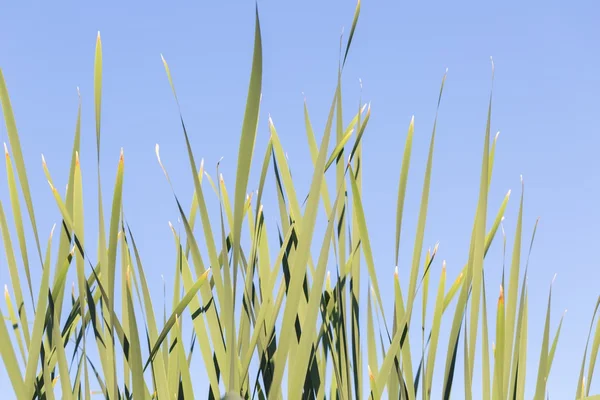 Plantas verdes crescendo na costa do lago (juncos ou corredores ) — Fotografia de Stock