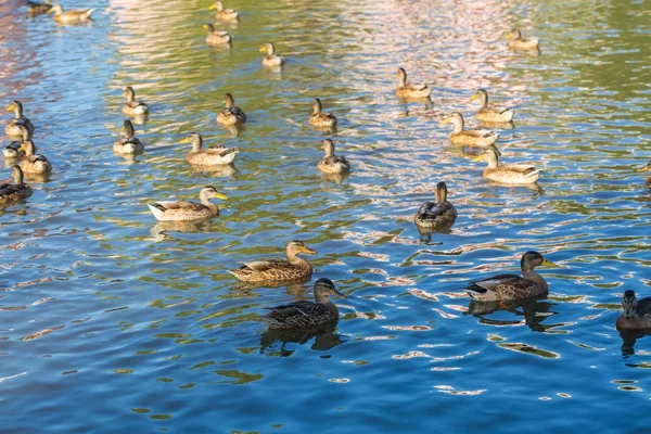 Herd of wild ducks swimming — Stock Photo, Image