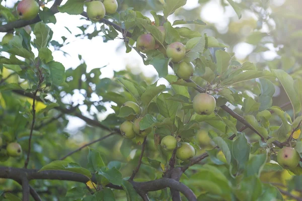 Green unripe apples hanging on apple tree — Stock Photo, Image
