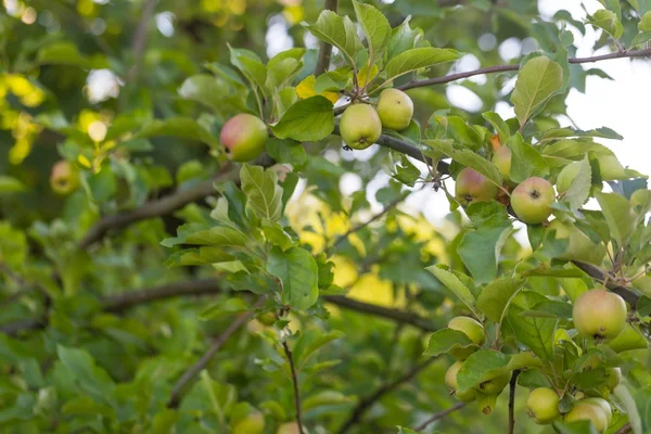 Green unripe apples hanging on apple tree — Stock Photo, Image