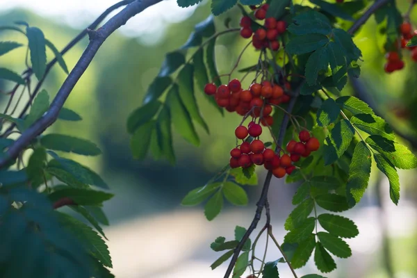 Gros plan des fruits rouges de rowan sur la branche — Photo