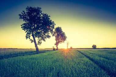 Reen alan eski ağaçları ile