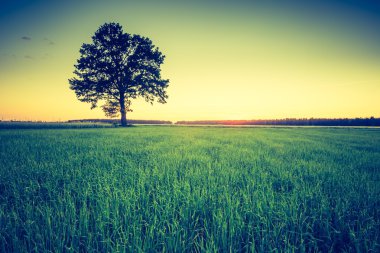 Yeşil Alan Manzarası