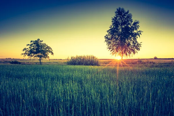 Reen veld met oude bomen — Stockfoto