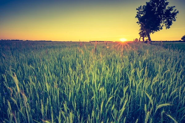 Paisagem de campo verde — Fotografia de Stock