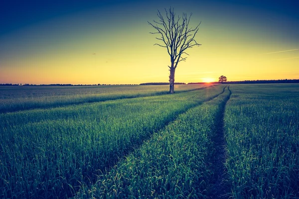 Landschaft der grünen Wiese — Stockfoto