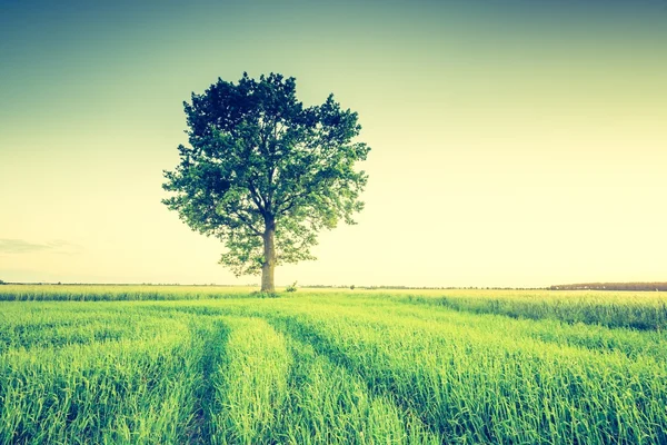 Green Field Paesaggio — Foto Stock