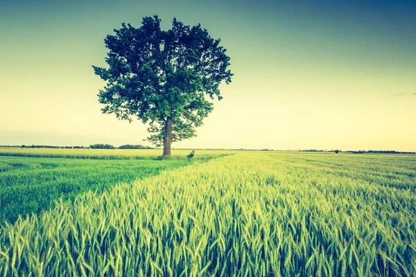 Landschaft der grünen Wiese — Stockfoto