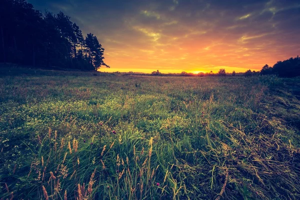 Beautiful landscape with morning meadow — Stock Photo, Image