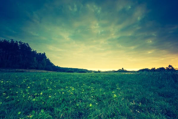 Vackert landskap med morgon äng — Stockfoto