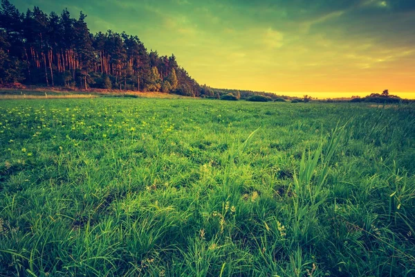 Beautiful landscape with morning meadow — Stock Photo, Image