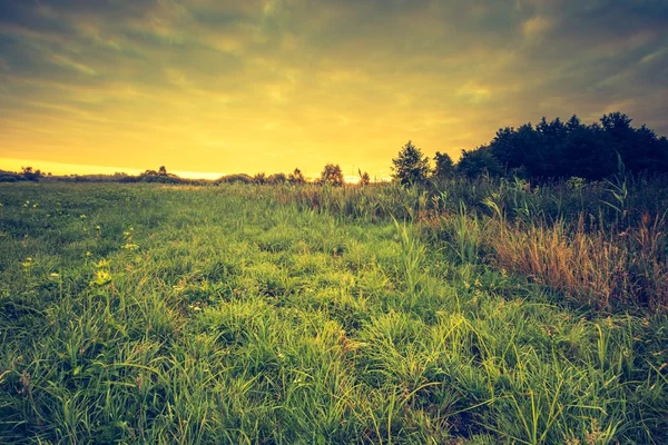 Beautiful landscape with morning meadow — Stock Photo, Image