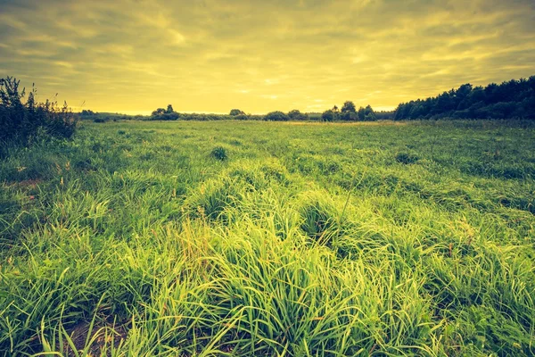 朝の草原の美しい風景 — ストック写真