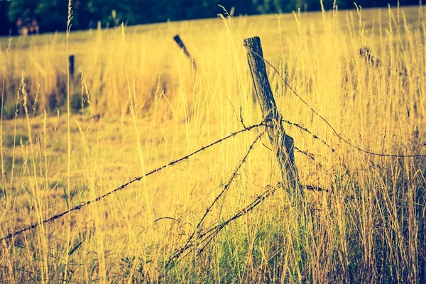 Piękny krajobraz z rana łąka — Zdjęcie stockowe