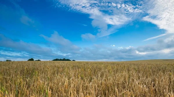 Ochtend ontbijtgranen veld onder blauwe hemel met wolken — Stockfoto