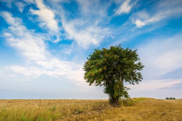 Stubble field with  tree — Stock Photo, Image