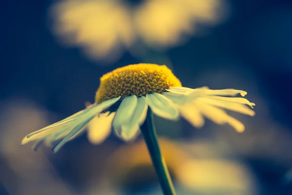 Lindas flores de camomila — Fotografia de Stock