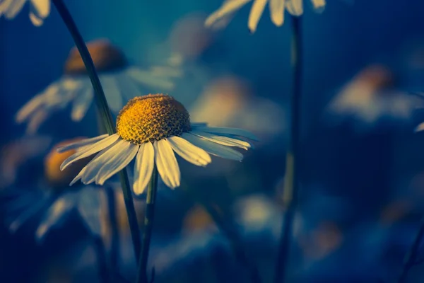 Beautiful chamomile flowers — Stock Photo, Image