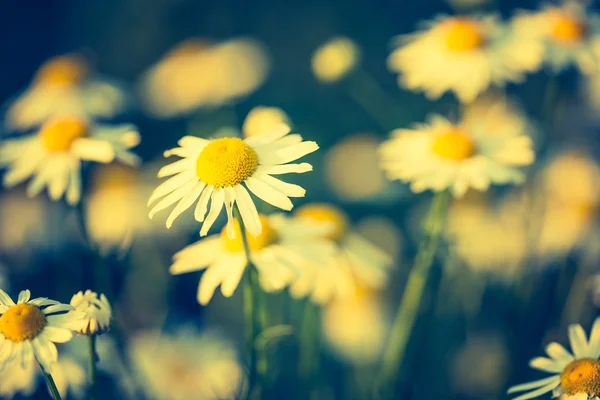 Όμορφη Χαμομήλι λουλούδια — Φωτογραφία Αρχείου