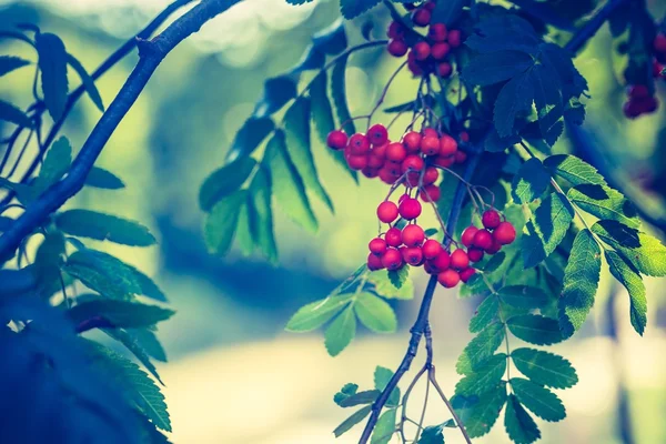 Jahrgangsfoto von roten Ebereschenfrüchten auf Zweig — Stockfoto